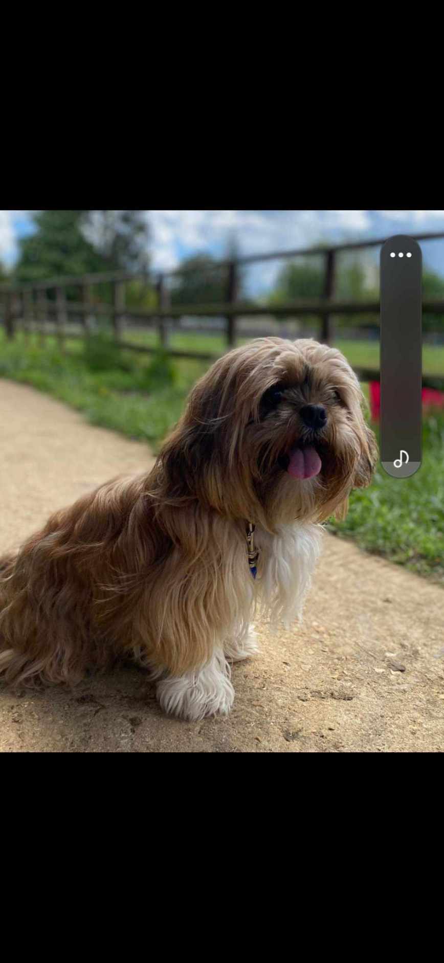 How dogs break our hearts.